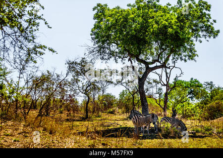 Les zèbres à l'ombre sous un arbre dans la chaleur de la journée dans le parc national Kruger en Afrique du Sud Banque D'Images