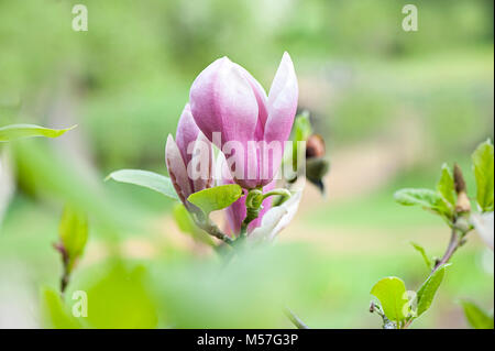 Close-up image de l'arbuste à fleurs de printemps magnolia avec ses fleurs roses en forme de gobelet. Banque D'Images