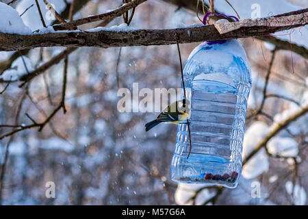 Tomtit oiseau et une mangeoire, faite à partir d'un ballon d'eau en plastique dans un parc. Soutenir les oiseaux et les animaux pendant la saison d'hiver froid Banque D'Images