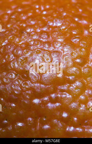 Organique, macro, les agrumes, l'orange, macro nature, détail, couper, éclat, chair, jaune, des stries, Peel, fruits, naturel, de couleur, de vitamine, de la nature, de l'alimentation, tropical Banque D'Images