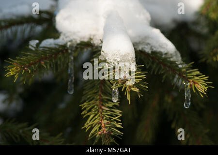 Vue rapprochée d'un epicea sapin conifère branches couvertes de neige fondante. Les petits glaçons. Le printemps est au coin de la Banque D'Images