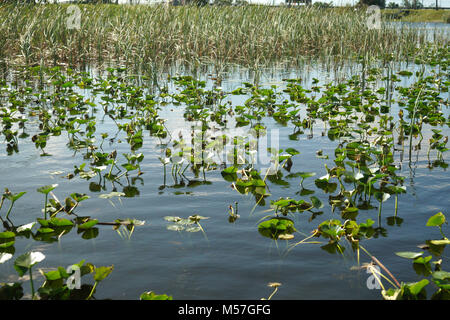 Les Herbiers Everglades Park, Fort Lauderdale, FL Banque D'Images