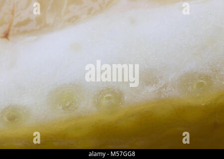 Citron, macro, fruit, texture, jaune, Peel, des bulles, des stries, l'éblouissement, l'eau, acide, toning Banque D'Images