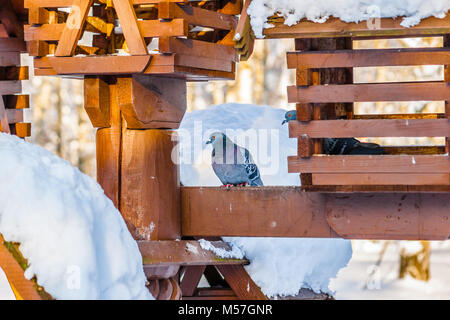 Oiseaux Pigeon sur un oiseau et l'écureuil structure d'alimentation dans un parc d'hiver. L'appui de la faune dans une saison d'hiver froid Banque D'Images