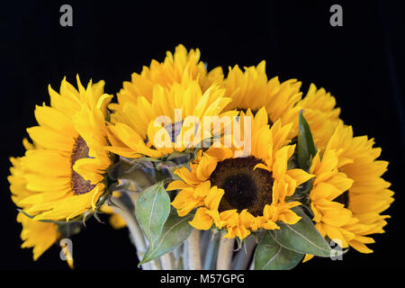 Bouquet de tournesols lumineux sur un fond noir Banque D'Images
