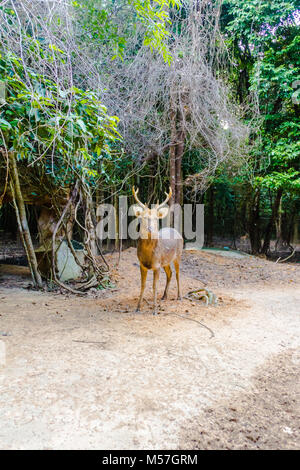 Barasingha (Cervus duvauceli), aussi appelé cerf des marais, gracieux chevreuil, appartenant à la famille des cervidés (ordre des Artiodactyles) Banque D'Images