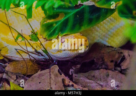 Le python birman (Python bivittatus) est l'une des cinq plus grandes espèces de serpents dans le monde elle est originaire d'une vaste zone de Sud et ainsi tropical Banque D'Images