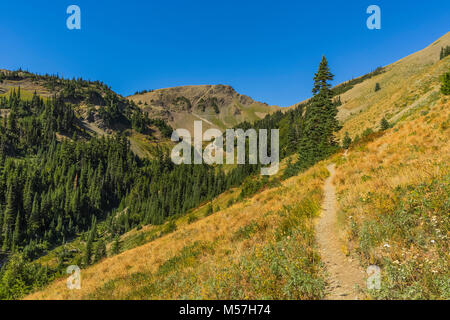 Randonnées dans la vallée du blaireau pendant une randonnée dans la vallée de Grand Olympic National Park, Washington State, USA Banque D'Images