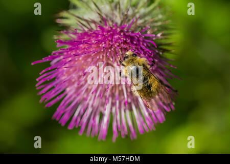 Visite de l'Abeille Chardon comestible, Cirsium edule, fleurit en septembre à Grand Valley dans la région de Olympic National Park, Washington State, USA Banque D'Images