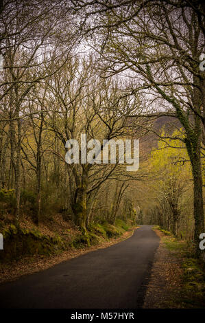 Une route à travers une forêt sombre Banque D'Images