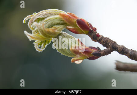 Maple leaf macro en herbe de printemps avec goutte de rosée la réflexion. Profondeur de champ avec les bleus et les verts dans des tons doux. Prix pour copie. Banque D'Images