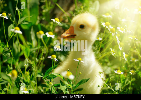 Les petites fleurs jaunes gosling dans daisy allumé par soleil Banque D'Images