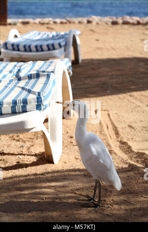 Héron garde-boeuf, plage, Egypte Banque D'Images