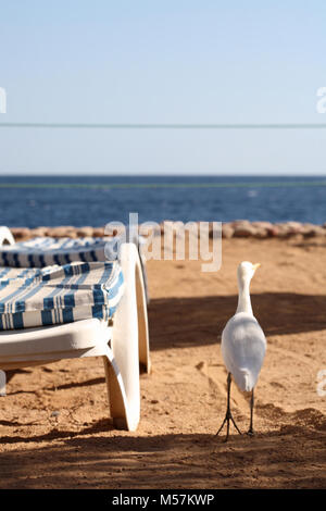 Héron garde-boeuf, plage, Egypte Banque D'Images