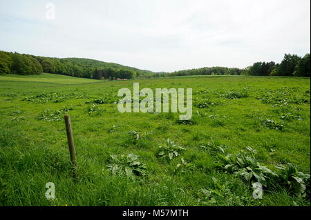 Dans cet endroit il y avait l'ancien allemand nazi KZ Neuengamme subcamp Hausberge (avec deux autres camps c'est KZ Porta Westaflica), où quelque 1000 jeunes Je Banque D'Images