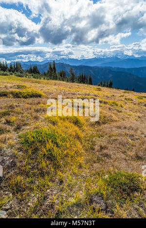 Montagne près de la toundra alpine, au point d'Obstruction dans la région de Olympic National Park, Washington State, USA Banque D'Images