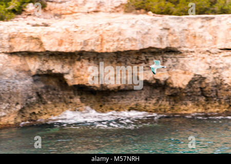 Une mouette vole au-dessus de la mer Méditerranée dans une crique à Mallorca, Espagne. Banque D'Images