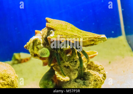 L'ermite (Paguroidea mignon) dans le shell sur le sable et la mer bleu fond. Banque D'Images