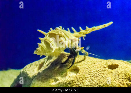 L'ermite (Paguroidea mignon) dans le shell sur le sable et la mer bleu fond. Banque D'Images