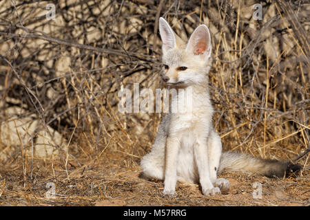 Cape Fox (Vulpes chama), jeune homme assis à den tôt le matin, alerte, Kgalagadi Transfrontier Park, Northern Cape, Afrique du Sud, l'Afrique Banque D'Images