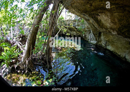 Plongeur dans l'eau cristalline de Grand Cenote, Cenotes, Tulum, Riviera Maya, Quintana Roo, Yucatan, Mexique, Caraïbes Banque D'Images