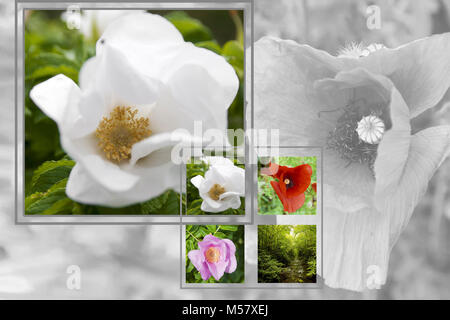 Blanc rouge et violet composition fleurs Banque D'Images