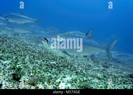 Tarpon (Megalops atlanticus), Playa del Carmen, Riviera Maya, Quintana Roo, Mexique, Caraïbes Banque D'Images