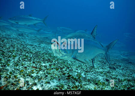 Tarpon (Megalops atlanticus), Playa del Carmen, Riviera Maya, Quintana Roo, Mexique, Caraïbes Banque D'Images