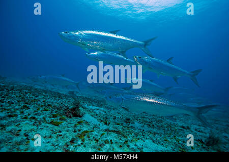 Tarpon (Megalops atlanticus), Playa del Carmen, Riviera Maya, Quintana Roo, Mexique, Caraïbes Banque D'Images