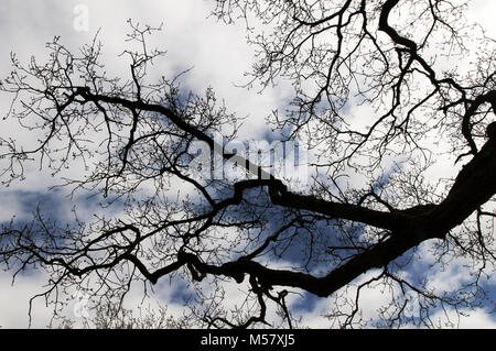 Silhouette de branches d'un arbre contre un ciel bleu avec des nuages Banque D'Images