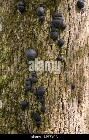 Crampon Ball ou St Eva gâteaux - Daldinia concentrica poussant sur un arbre mature Ash en anglais total. Banque D'Images