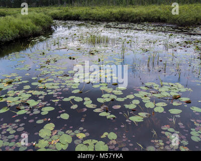 Nénuphar, Boardwalk Spruce Bog, Algonquin Provincial Park, Ontario, Canada. Banque D'Images