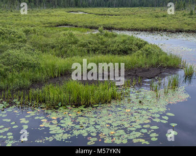 Nénuphar, Boardwalk Spruce Bog, Algonquin Provincial Park, Ontario, Canada. Banque D'Images