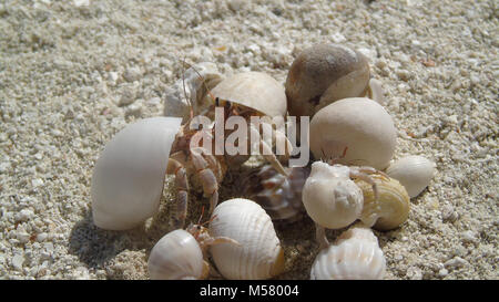 Groupe de petits bernard l'ermite, sur la plage, Maldives Banque D'Images