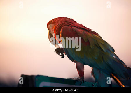 Colorful parrot est de manger une noix par elle-même. Banque D'Images