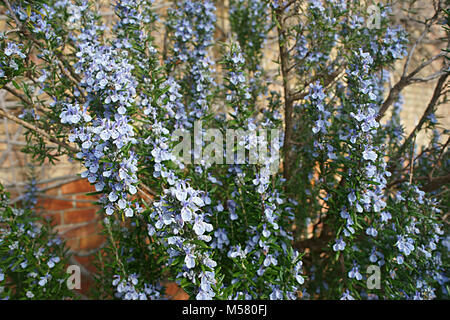 Fleurs de rosmarin, Rosmarinus officinalis, Romarin Banque D'Images