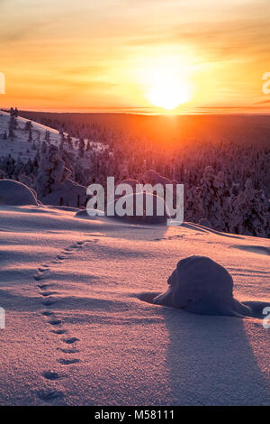 Fox les voies dans le coucher du soleil Banque D'Images