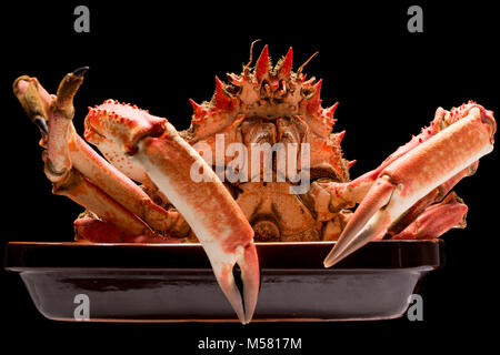 Une araignée de mer cuits, Maja squinado, sur fond noir, pris dans un filet, Dorset England UK GO Banque D'Images