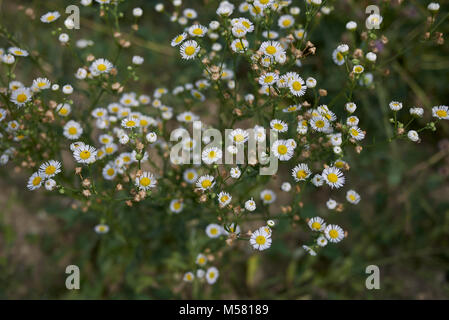 Erigeron annuus Banque D'Images