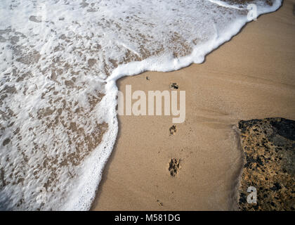 Empreintes d'un chien dans le sable est couvert par une vague. Banque D'Images