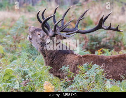 Le cerf de Richmond Park, à l'époque de la chaleur est un spectacle à voir avec son grand panache ...Les terres du parc, comme si c'était un géant Banque D'Images