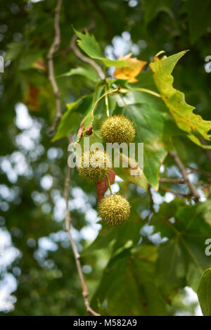 Platanus x hispanica Banque D'Images