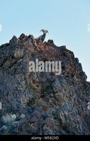 Un mouflon sauvage sur une falaise abrupte à Lake Mead, Nevada Banque D'Images