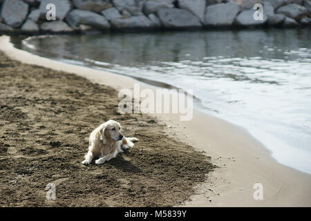 Labrador sur la plage, Naples, Italie Banque D'Images