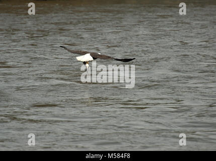 Eagle avec des poissons dans les serres Banque D'Images