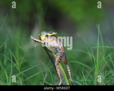 Tree snake eating frog Banque D'Images
