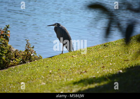 Heron à face blanche, Egretta novaehollandiae, avec son joli plumage gris bleu, debout sur une herbe verte au bord d'un lac Banque D'Images