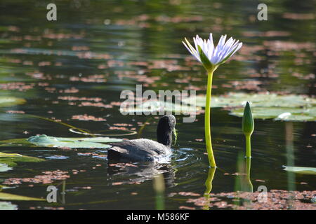 Fleur de lis d'eau bleue et bourgeon et oiseau d'eau sur un lac avec des nénuphars Banque D'Images