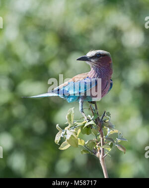 Lilac breasted roller assis sur une branche d'arbre, bande de Caprivi, en Namibie Banque D'Images