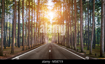 Une longue route droite dans la forêt. Banque D'Images